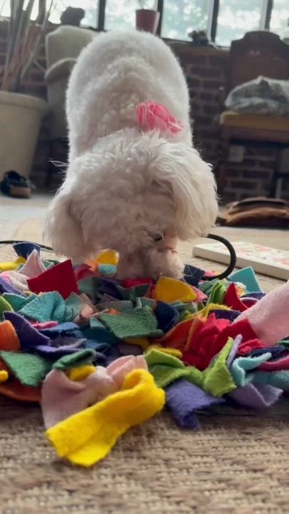 Enlarge Lana, an adopted mixed breed in High Point, NC video 6/6