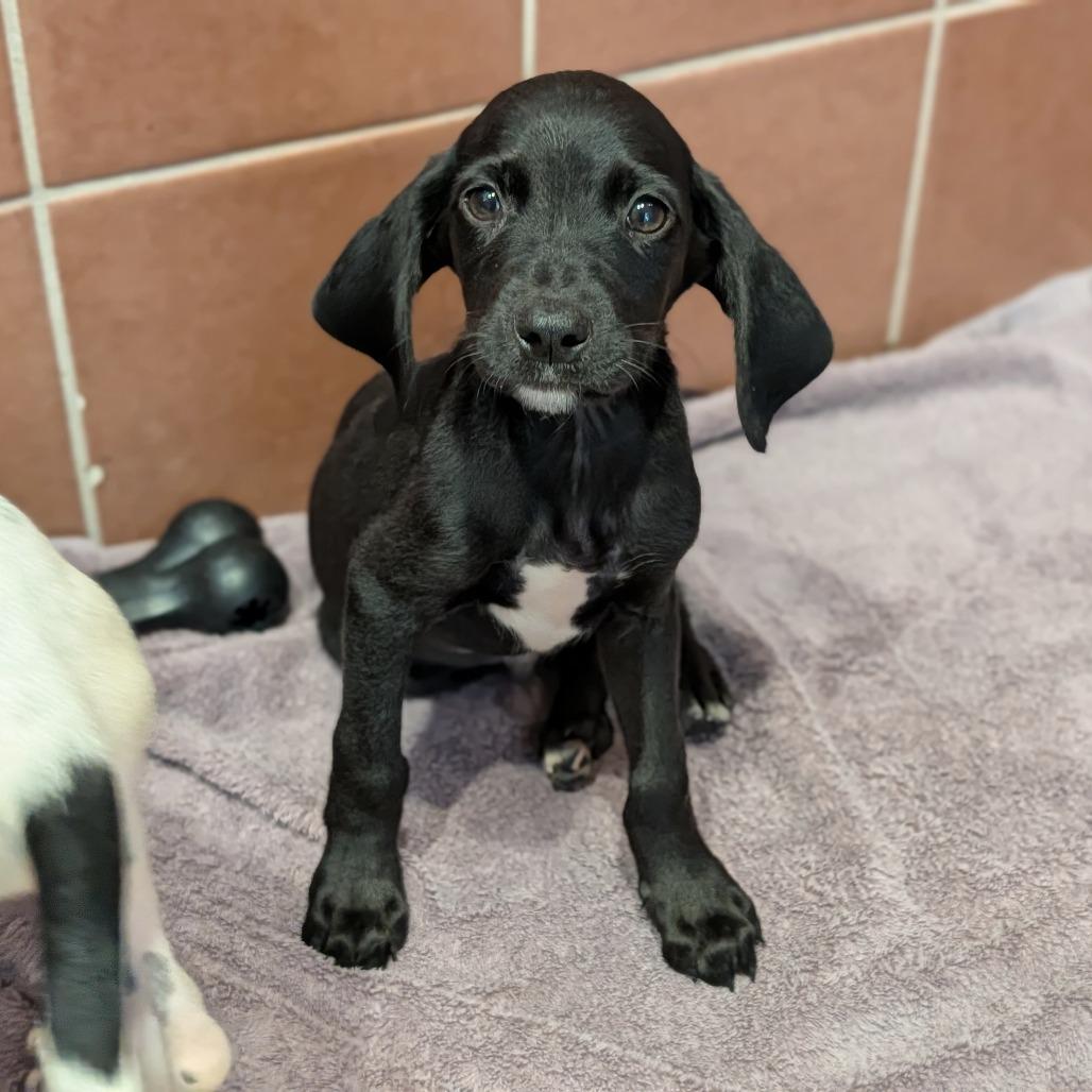 Willie, Adoptable, Puppy Male Mixed Breed.