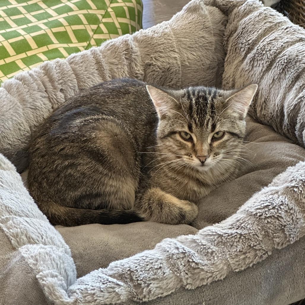 Bix, Adoptable, Young Female Domestic Short Hair.