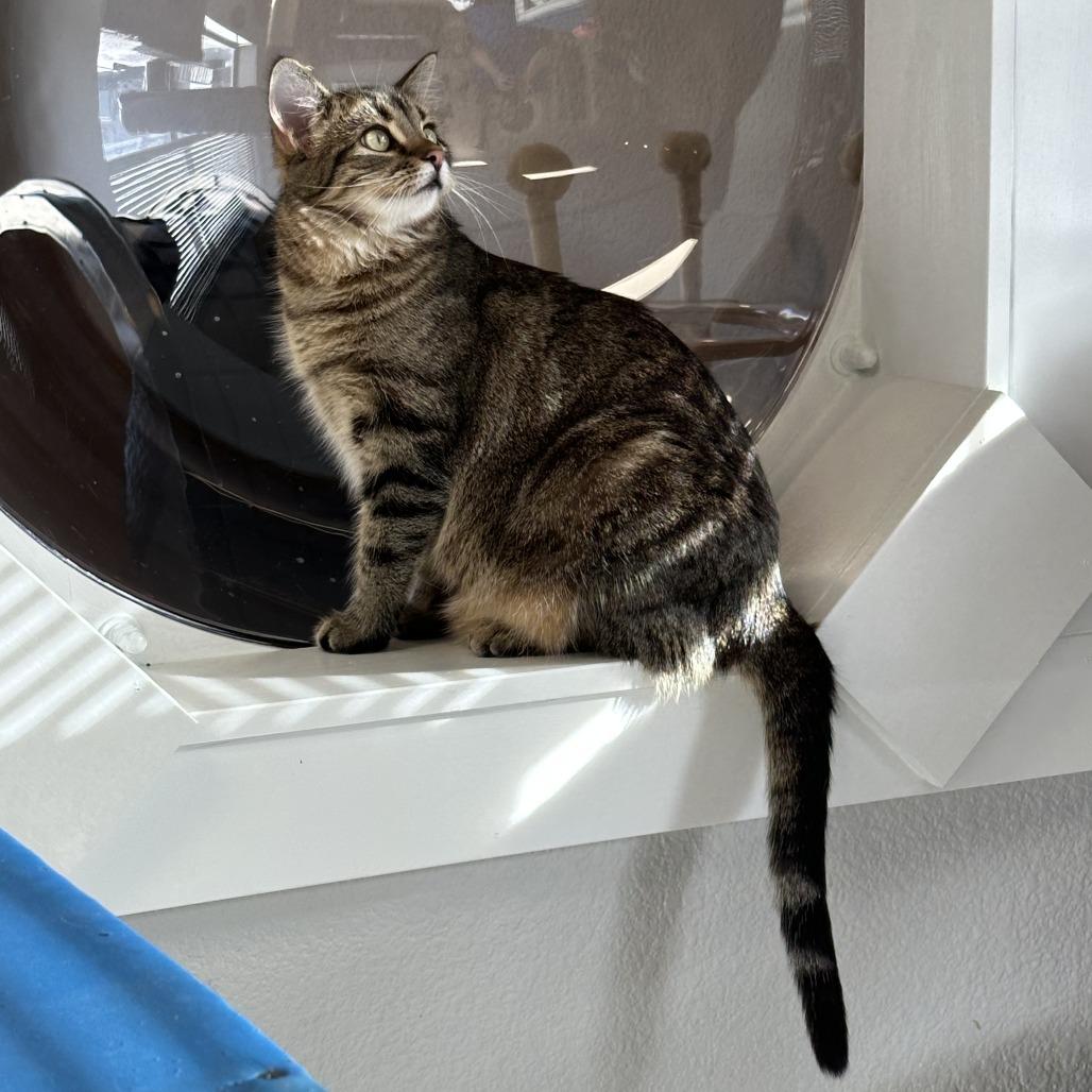 Bix, a Adoptable Domestic Short Hair in Durango, CO image 2/6