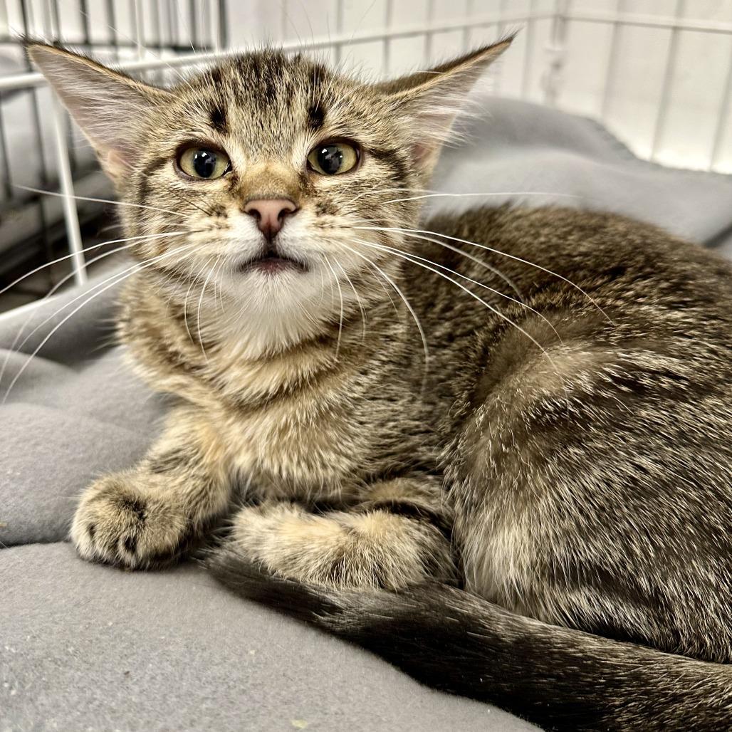 Enlarge Bix, a Adoptable Domestic Short Hair in Durango, CO image 2/6