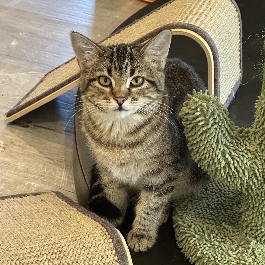 Enlarge Bix, a Adoptable Domestic Short Hair in Durango, CO image 3/6