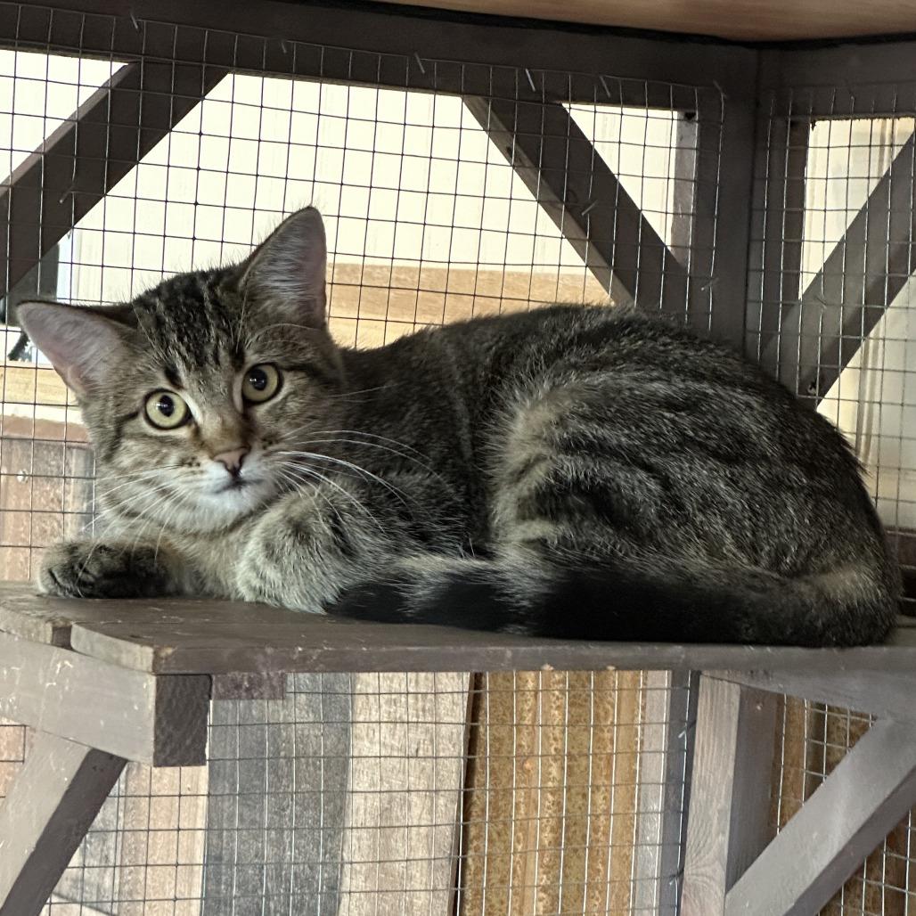 Enlarge Bix, a Adoptable Domestic Short Hair in Durango, CO image 4/6