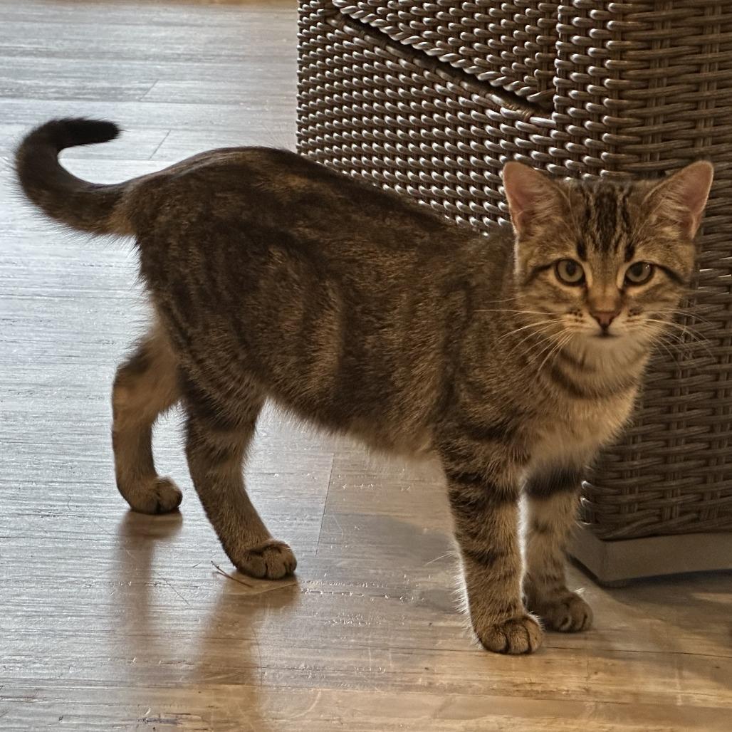 Enlarge Bix, a Adoptable Domestic Short Hair in Durango, CO image 6/6