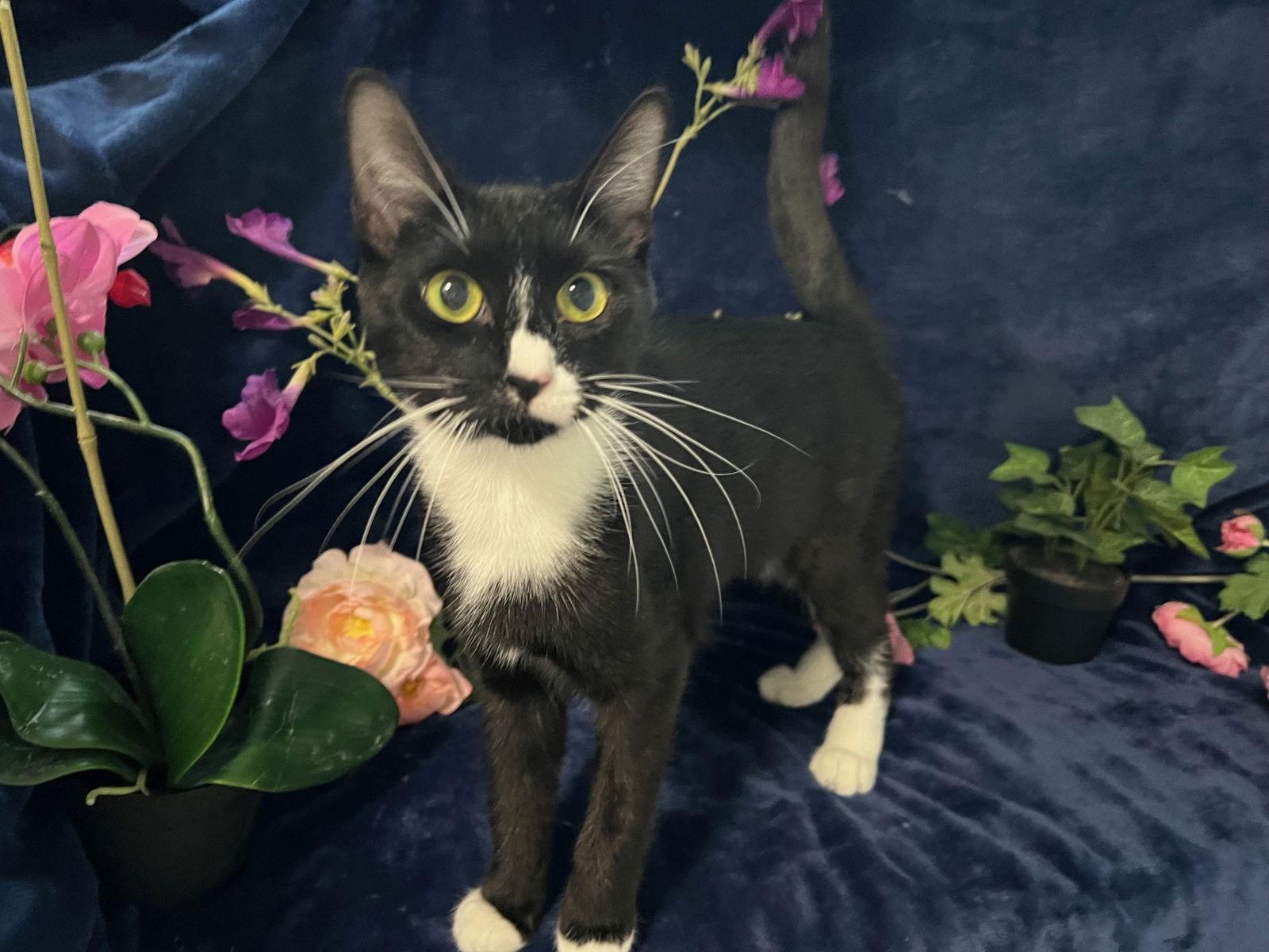 Nancy, Adoptable, Young Female Tuxedo & Domestic Short Hair.