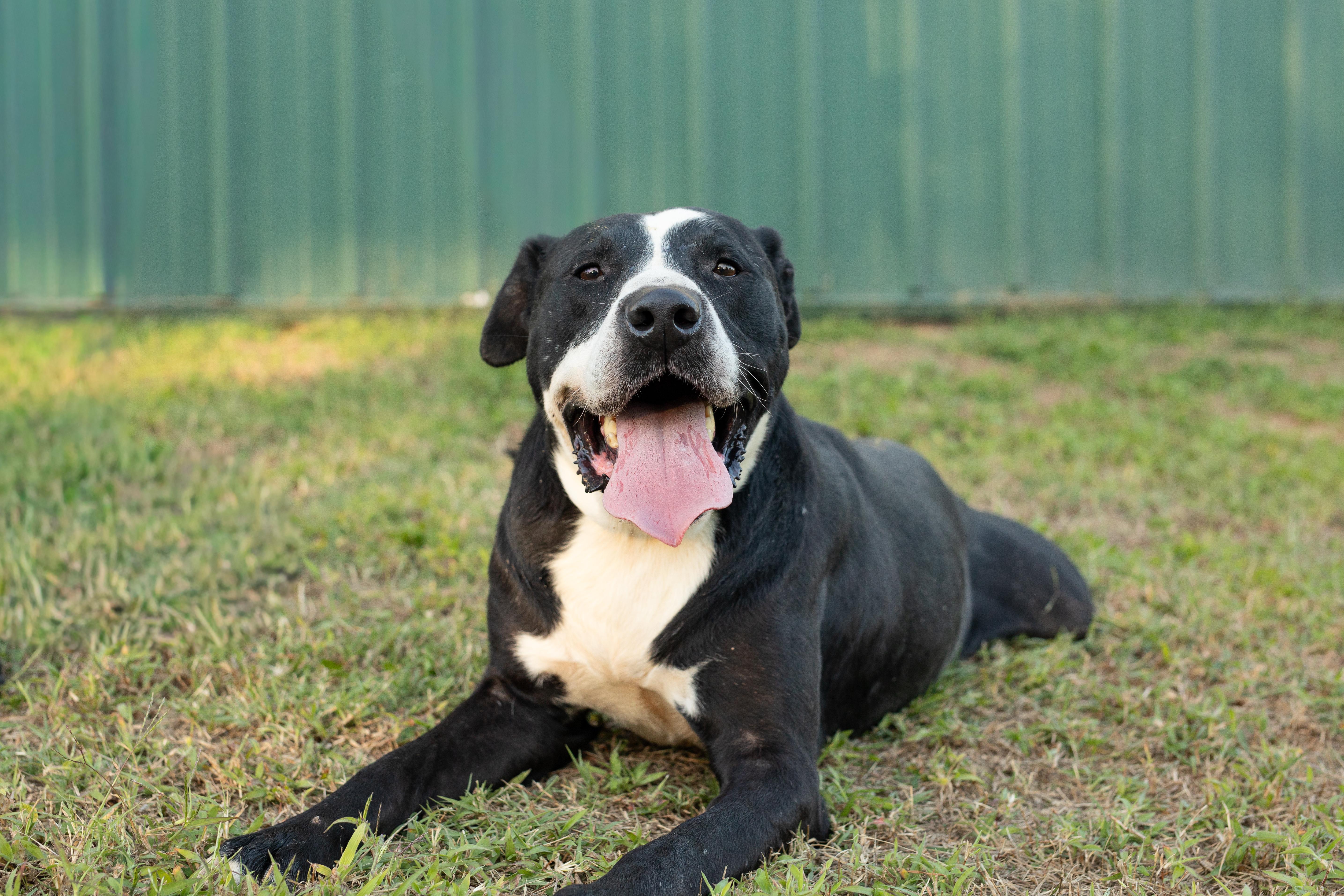 Dalton, Adoptable, Adult Male Pit Bull Terrier.