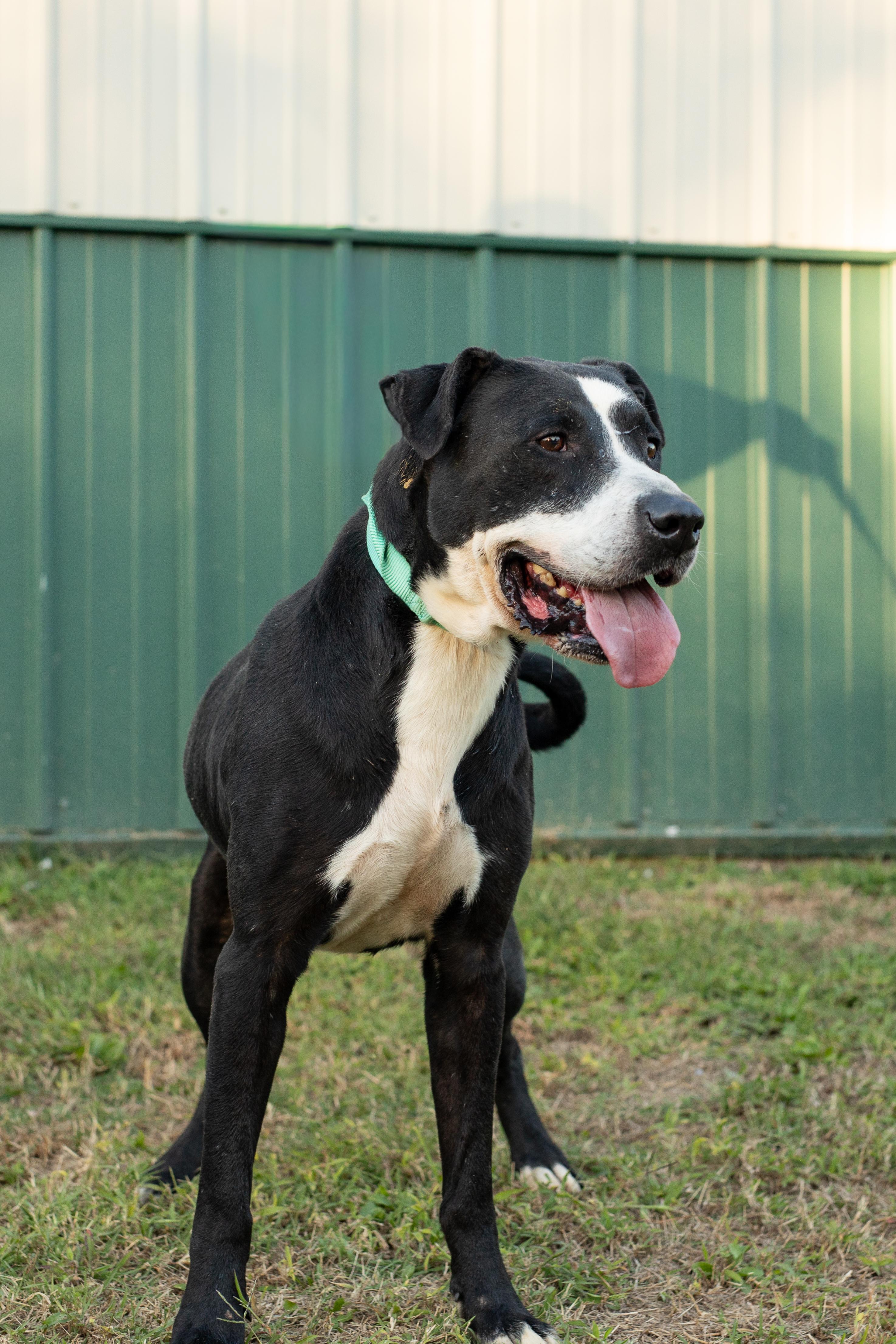 Enlarge Dalton, a Adoptable mixed breed in Dixon, KY image 2/2