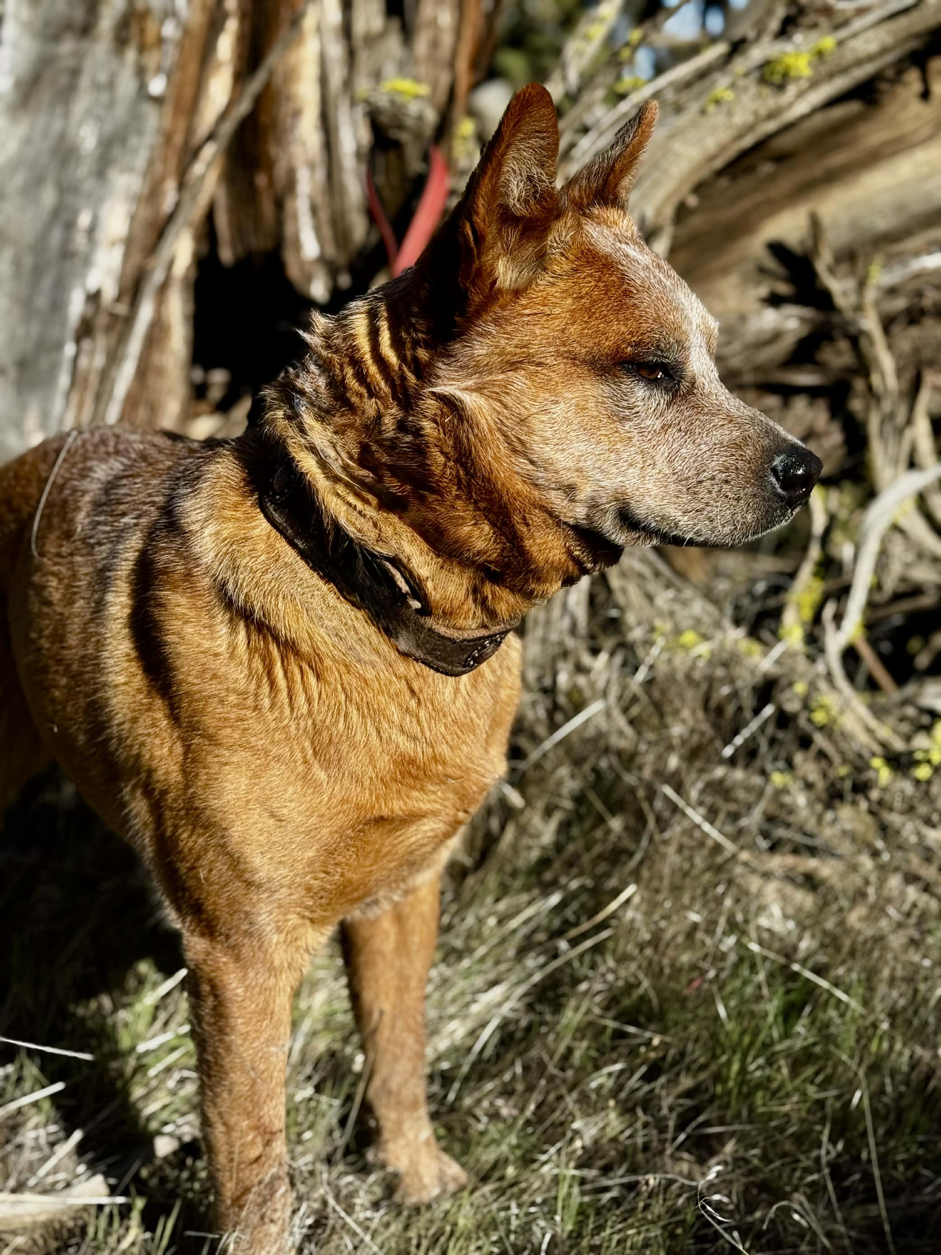Wayne , ADOPTABLE, Young Male Australian Cattle Dog / Blue Heeler.