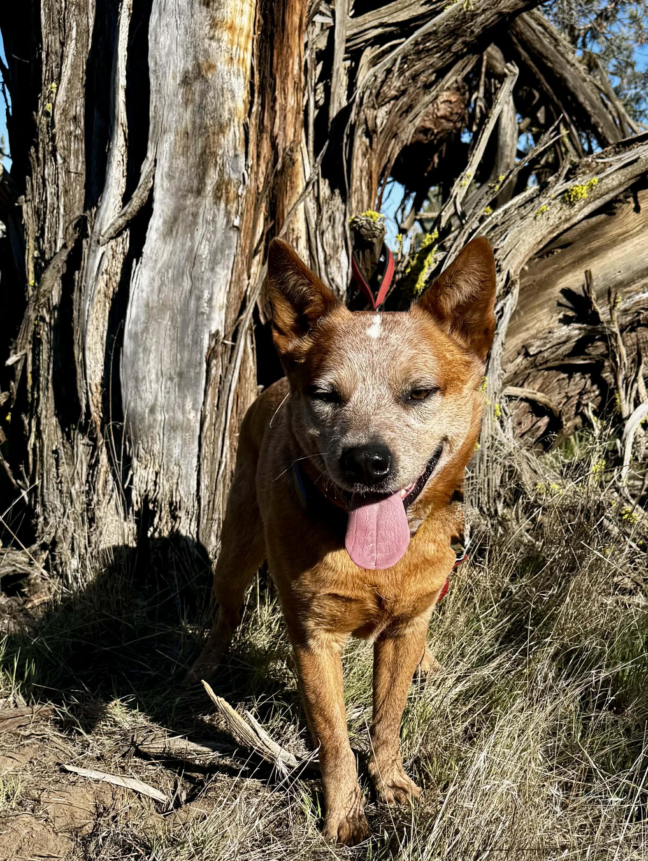 Enlarge Wayne , a ADOPTABLE Australian Cattle Dog / Blue Heeler in Bend, OR image 6/6