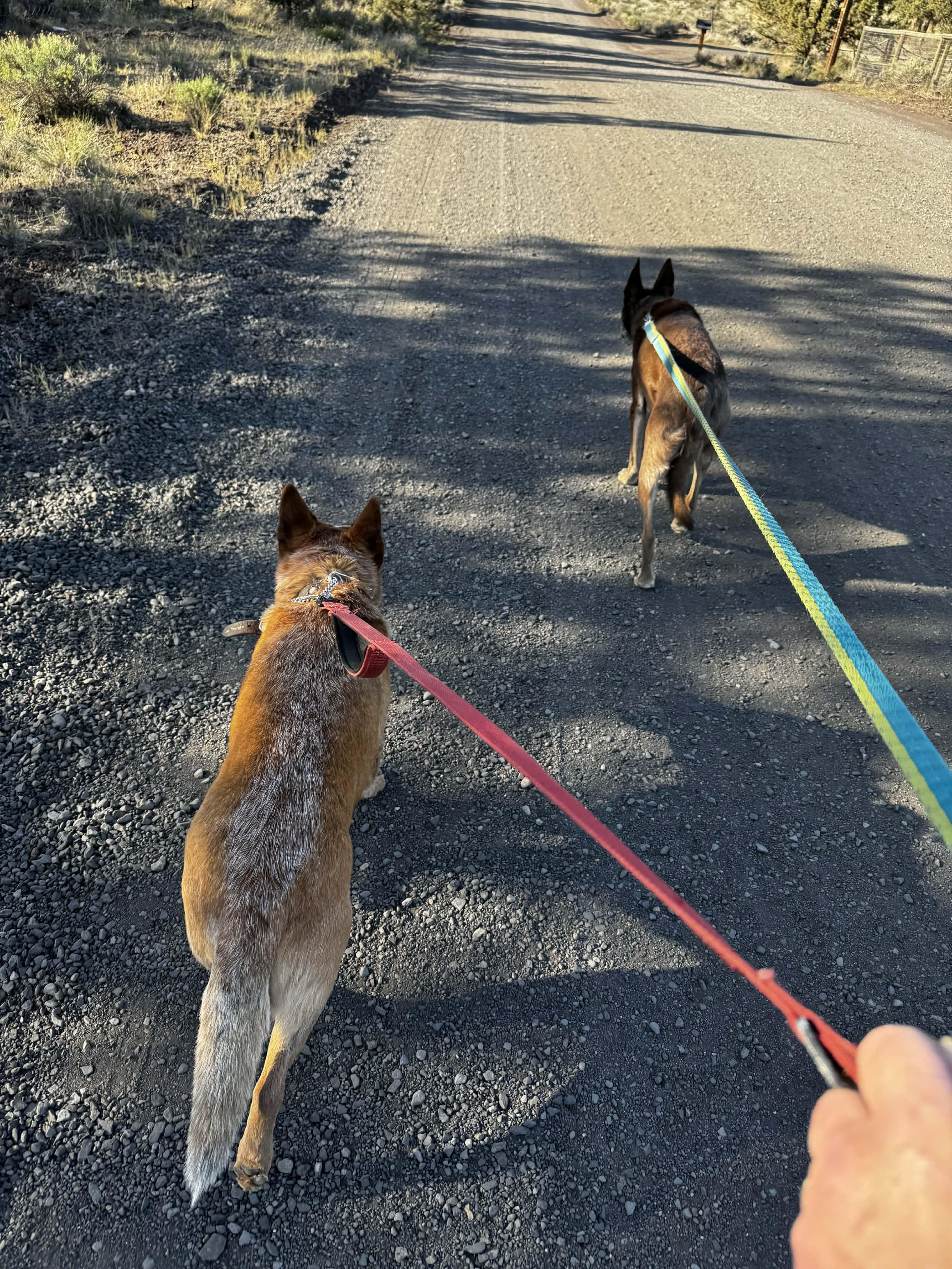 Enlarge Wayne , a ADOPTABLE Australian Cattle Dog / Blue Heeler in Bend, OR image 4/6