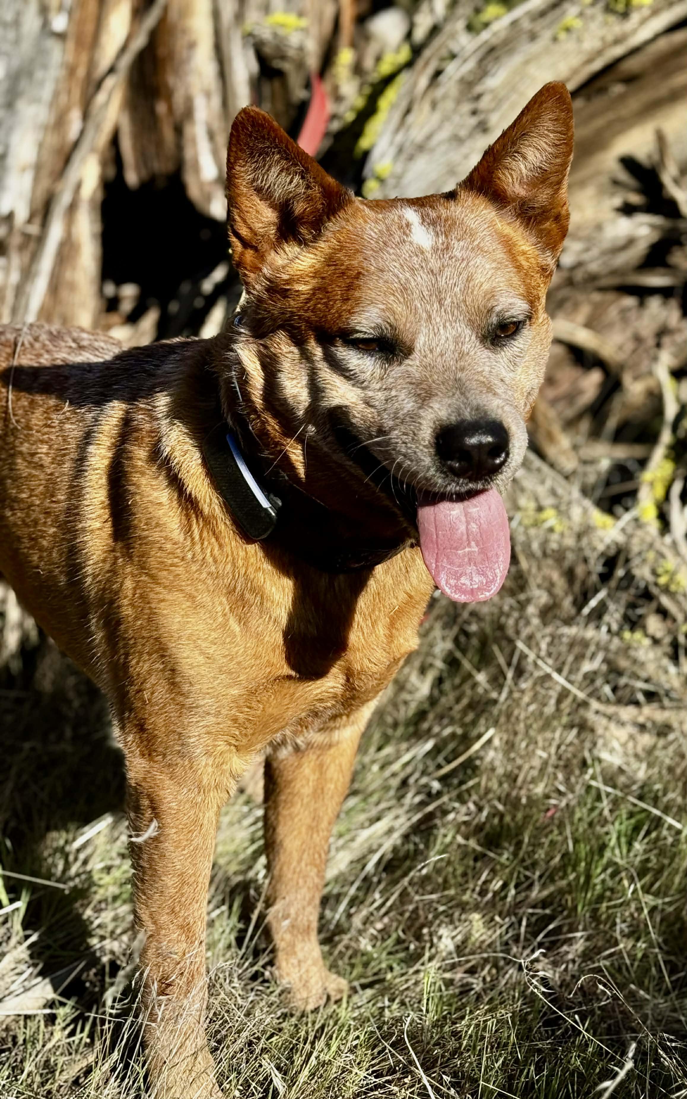 Enlarge Wayne , a ADOPTABLE Australian Cattle Dog / Blue Heeler in Bend, OR image 5/6