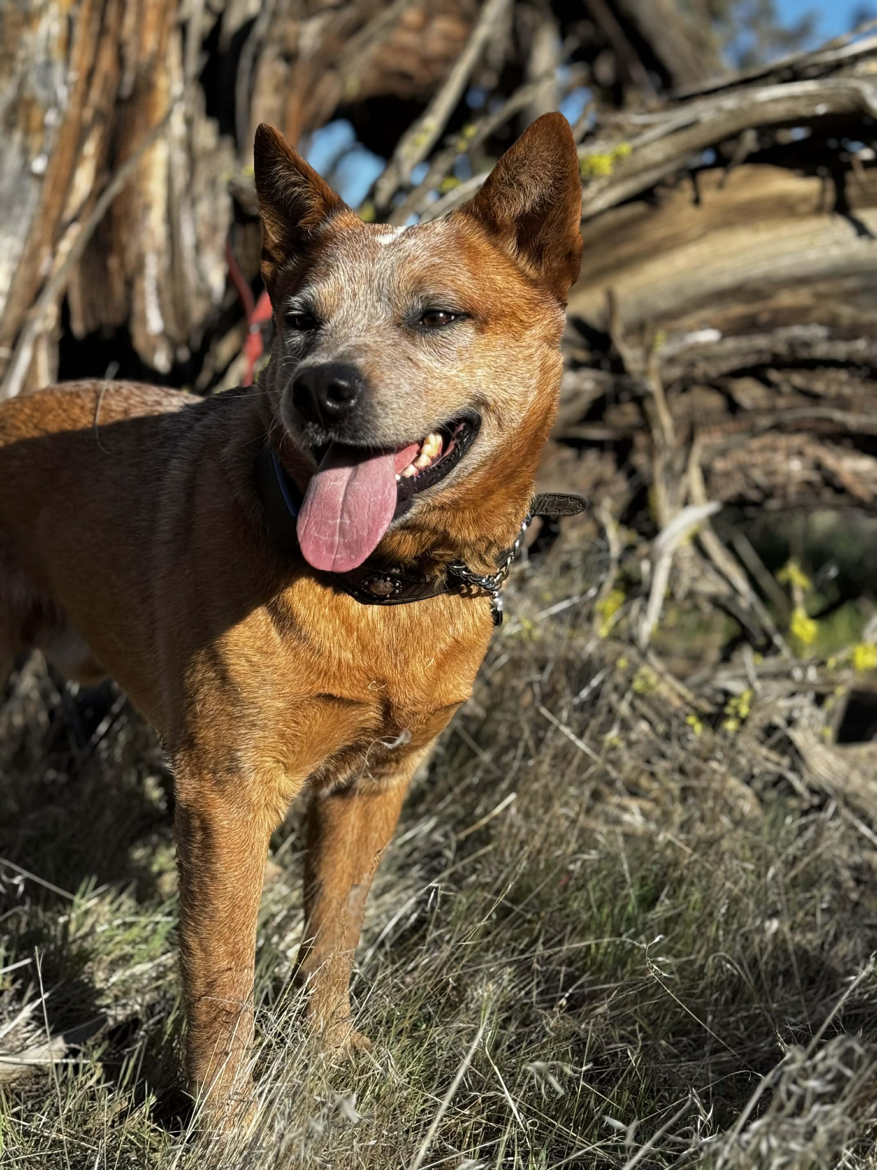 Enlarge Wayne , a ADOPTABLE Australian Cattle Dog / Blue Heeler in Bend, OR image 3/6