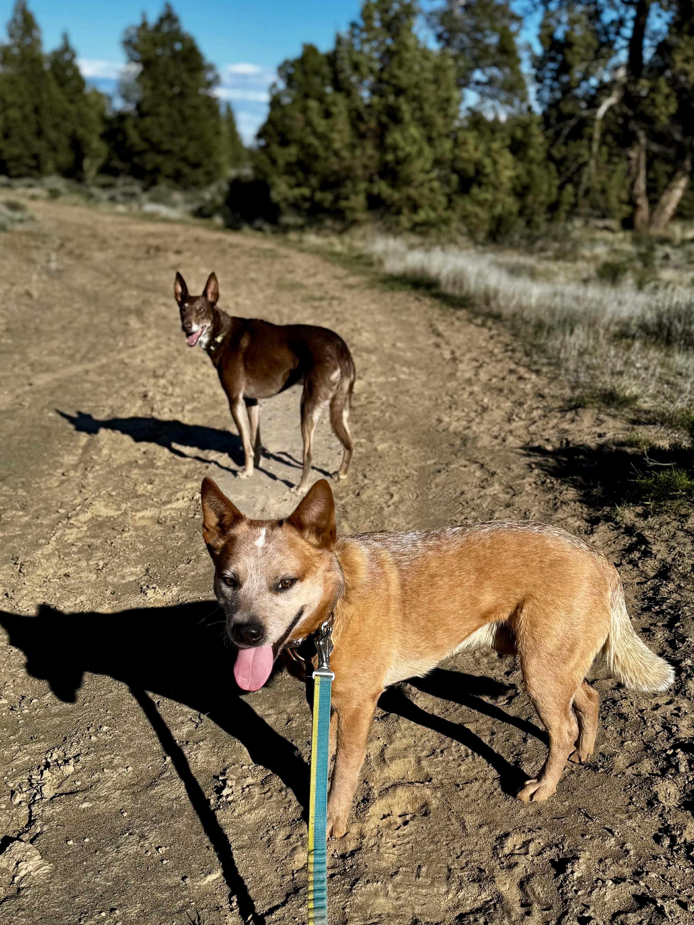Enlarge Wayne , a ADOPTABLE Australian Cattle Dog / Blue Heeler in Bend, OR image 2/6