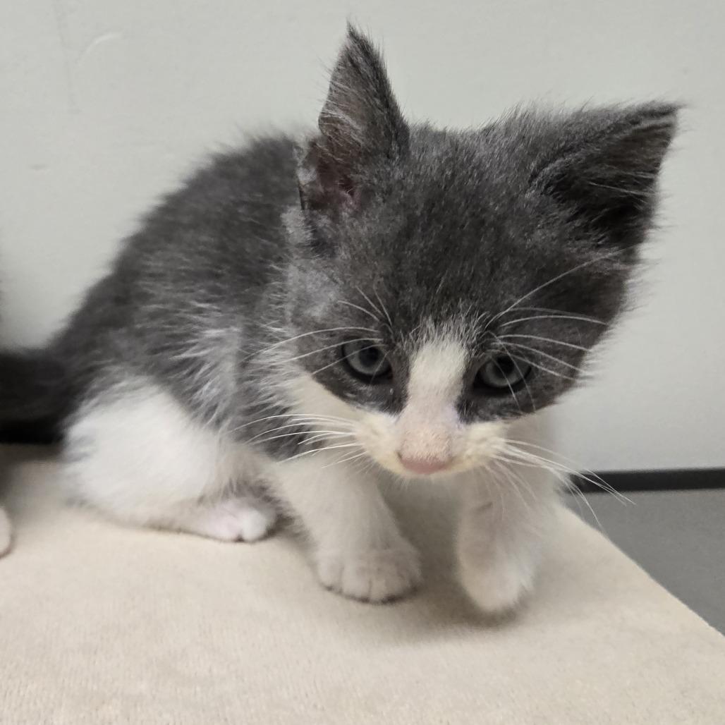 Bop, Adoptable, Kitten Male Domestic Short Hair.