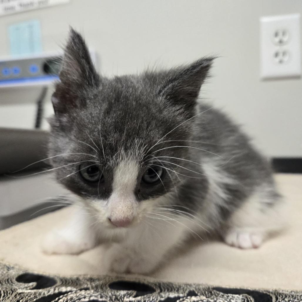 Enlarge Bop, a Adoptable Domestic Short Hair in Saint Cloud, MN image 2/4