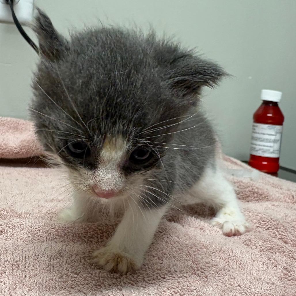 Enlarge Bop, a Adoptable Domestic Short Hair in Saint Cloud, MN image 3/4