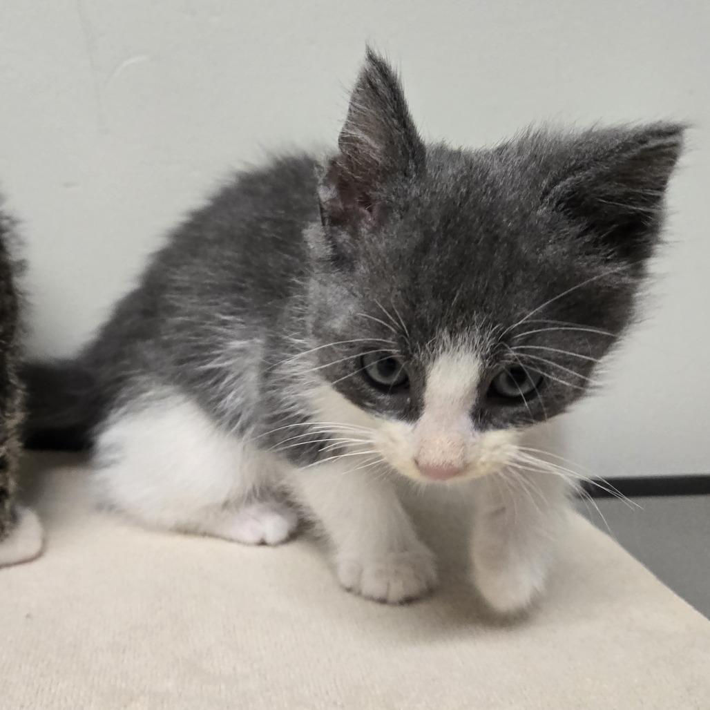 Enlarge Bop, a Adoptable Domestic Short Hair in Saint Cloud, MN image 4/4