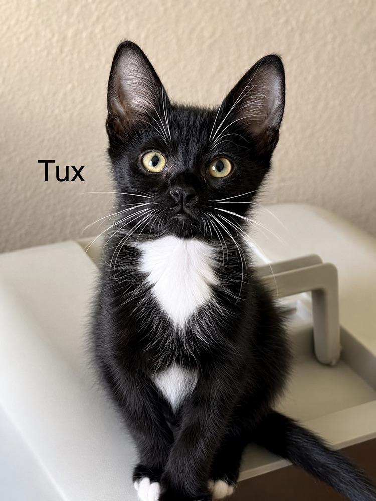 Enlarge Tux, a Adoptable Domestic Short Hair in Fern Park, FL image 1/1