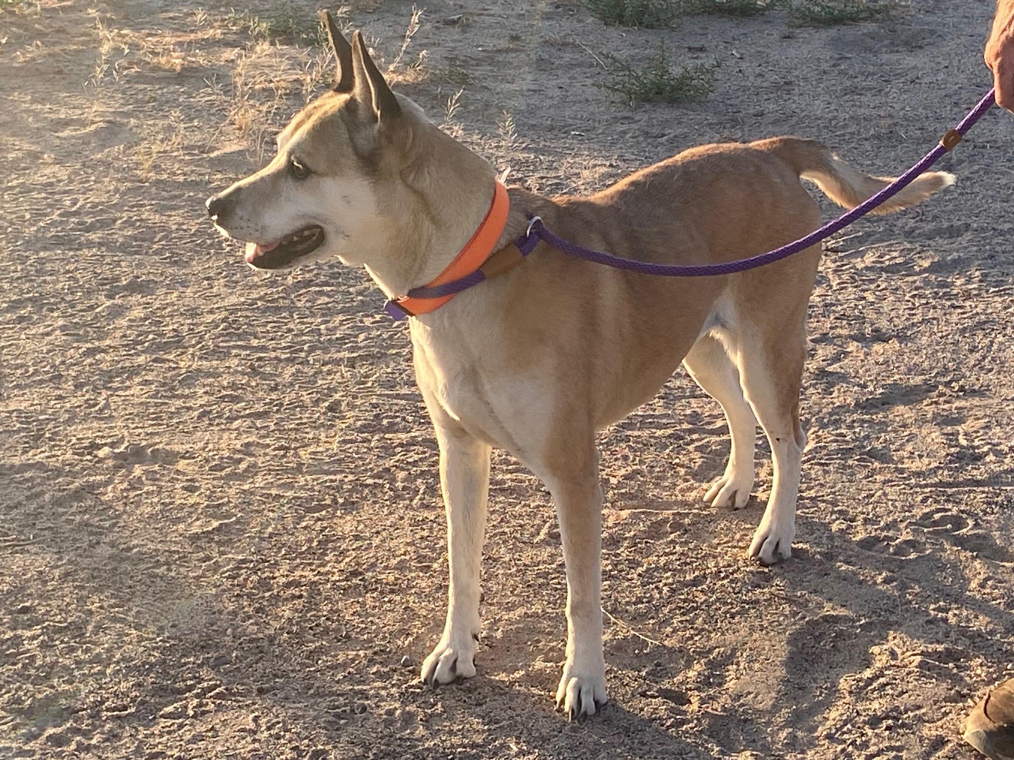 Enlarge Paisley, a ADOPTABLE Mixed Breed in Carson City, NV image 2/4