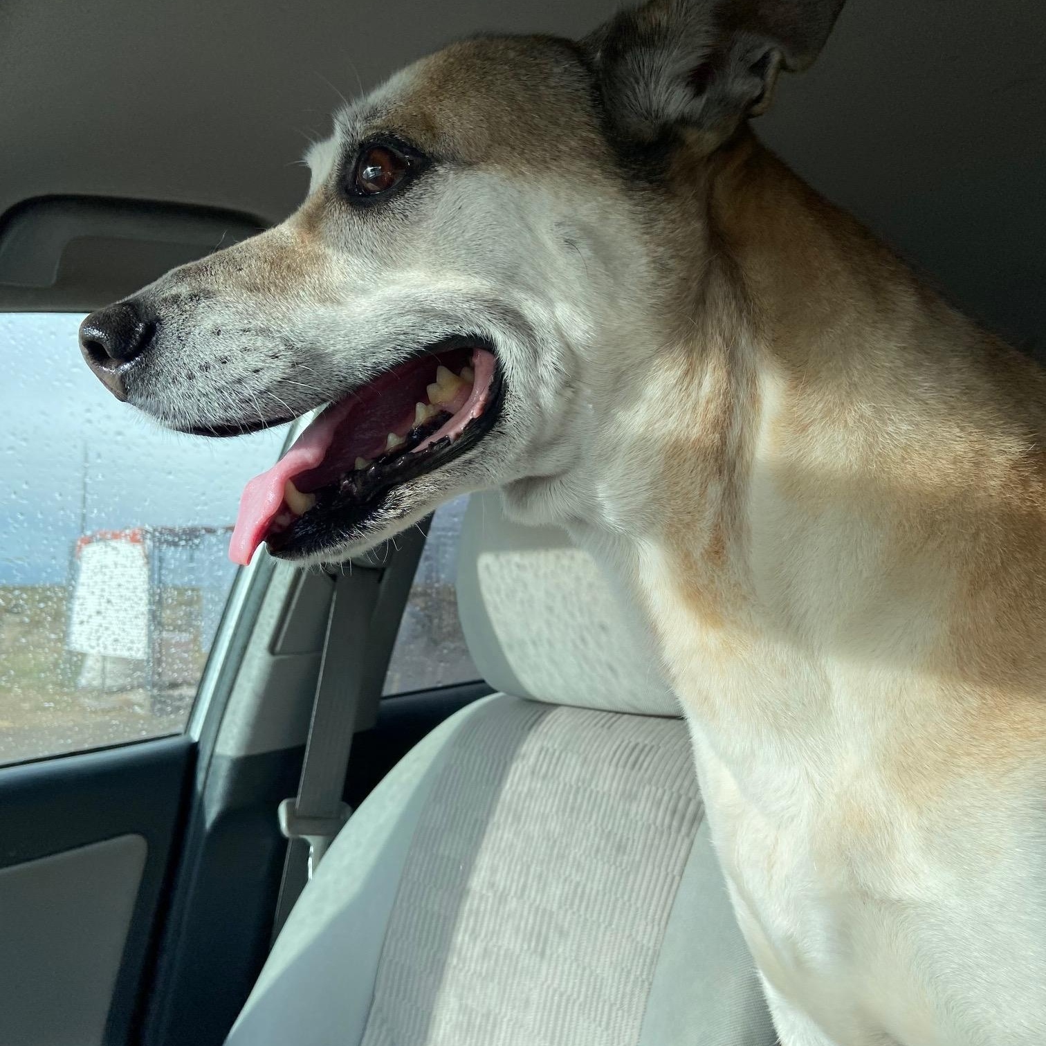Enlarge Paisley, a ADOPTABLE Mixed Breed in Carson City, NV image 3/4