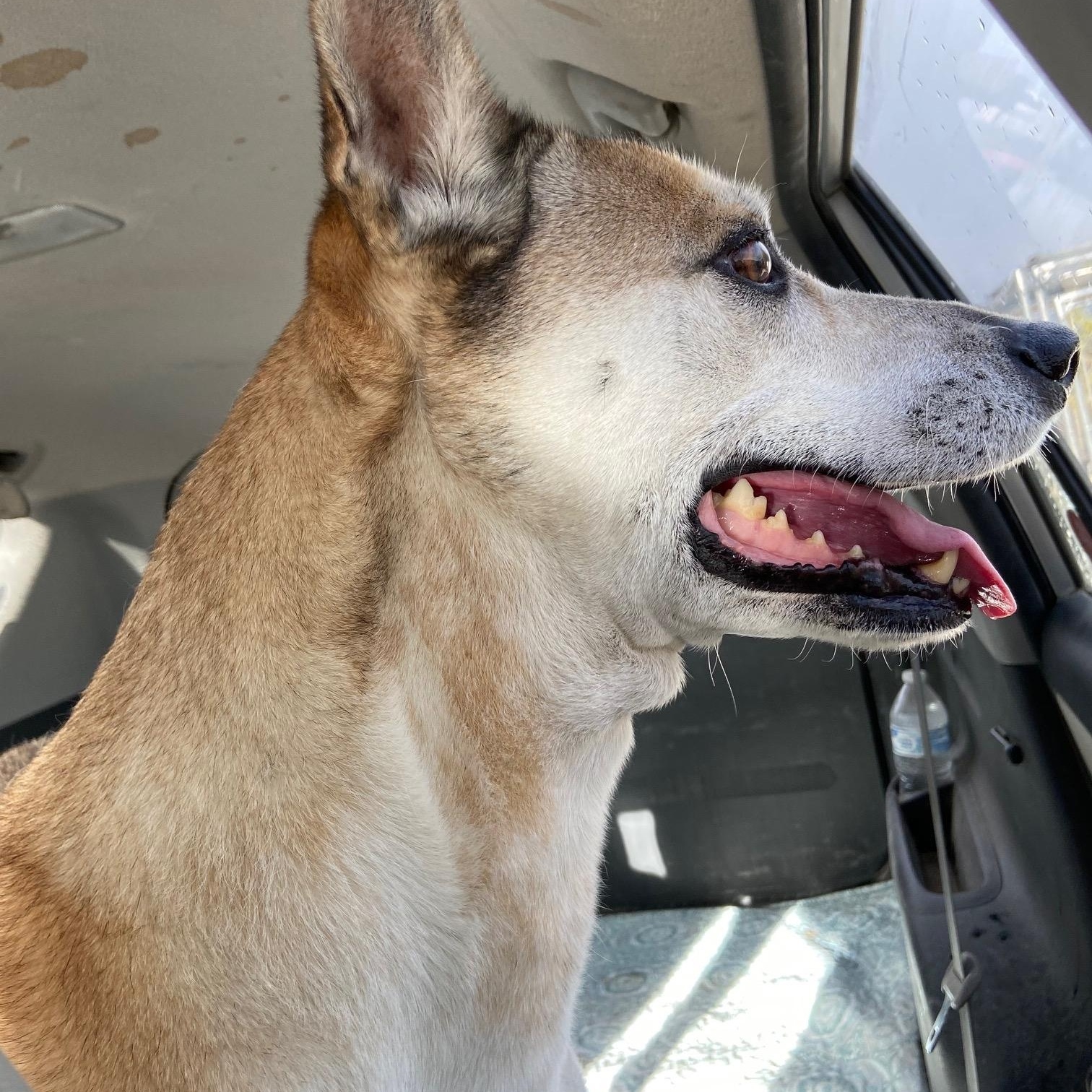 Enlarge Paisley, a ADOPTABLE Mixed Breed in Carson City, NV image 4/4
