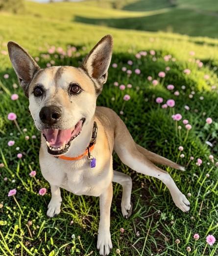 Paisley, ADOPTABLE, Adult Female Mixed Breed.