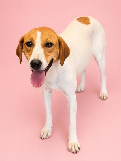 Brooklyn, Adoptable, Young Female Hound & Mixed Breed.