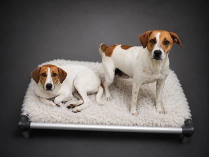 Enlarge Brooklyn, a Adoptable mixed breed in Bowling Green, KY image 2/3