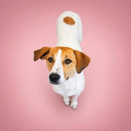 Enlarge Brooklyn, a Adoptable mixed breed in Bowling Green, KY image 3/3