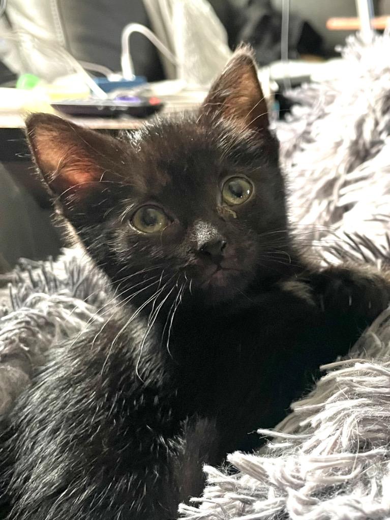 Mina, Adoptable, Kitten Female Domestic Short Hair.