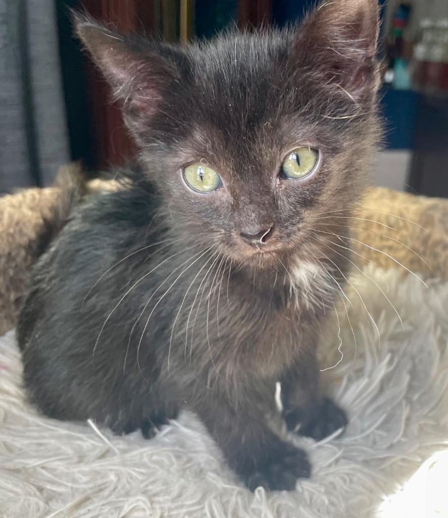 Enlarge Mina, a Adoptable mixed breed in Newaygo, MI image 2/3