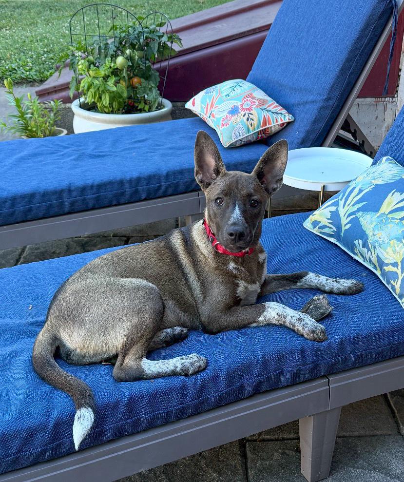 Gracey - Holly’s litter of 8, Adoptable, Puppy Female Catahoula Leopard Dog & Labrador Retriever.