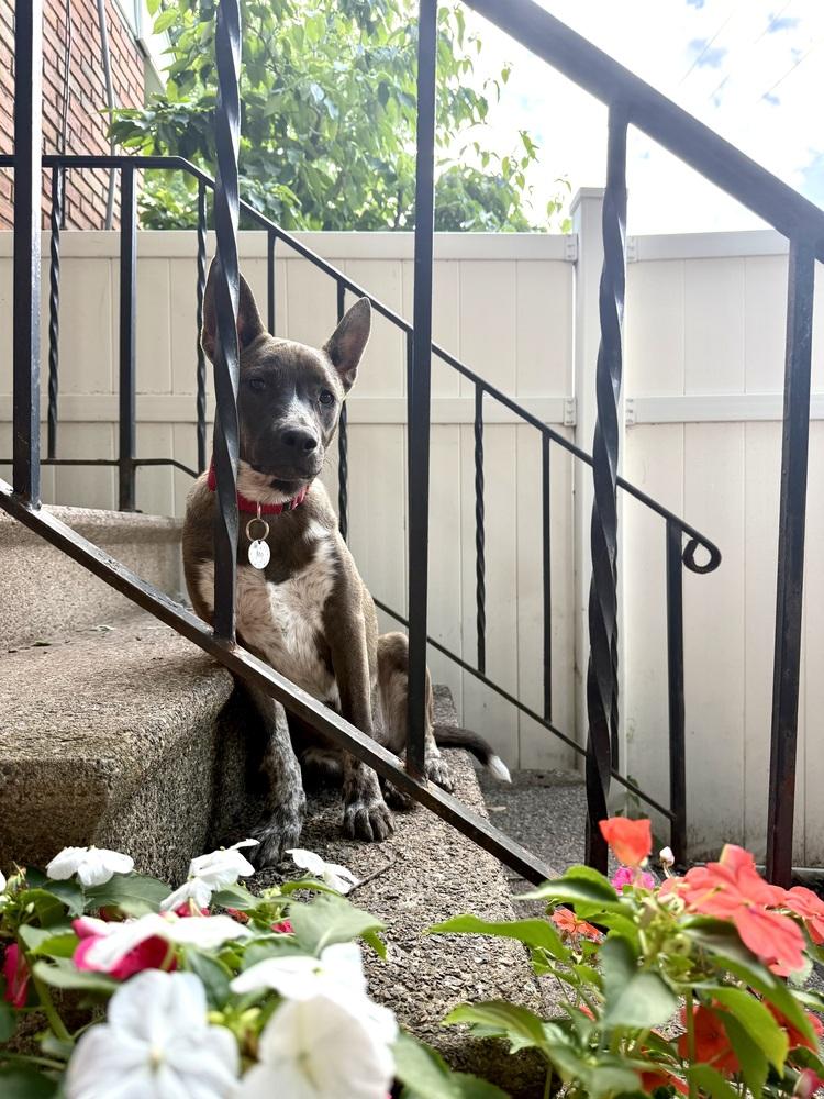 Gracey - Holly’s litter of 8, a Adoptable mixed breed in Lancaster, PA image 4/6