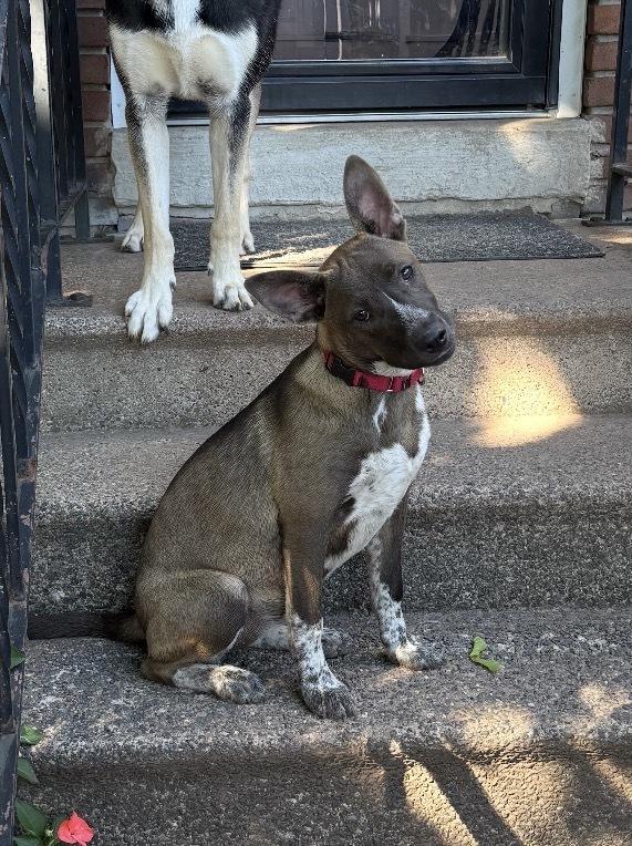 Gracey - Holly’s litter of 8, a Adoptable mixed breed in Lancaster, PA image 5/6