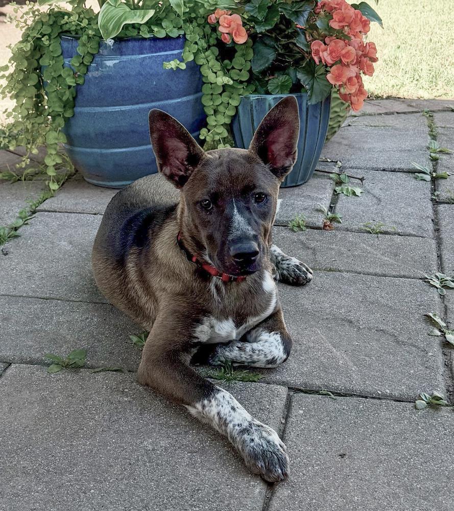 Gracey - Holly’s litter of 8, a Adoptable mixed breed in Lancaster, PA image 6/6