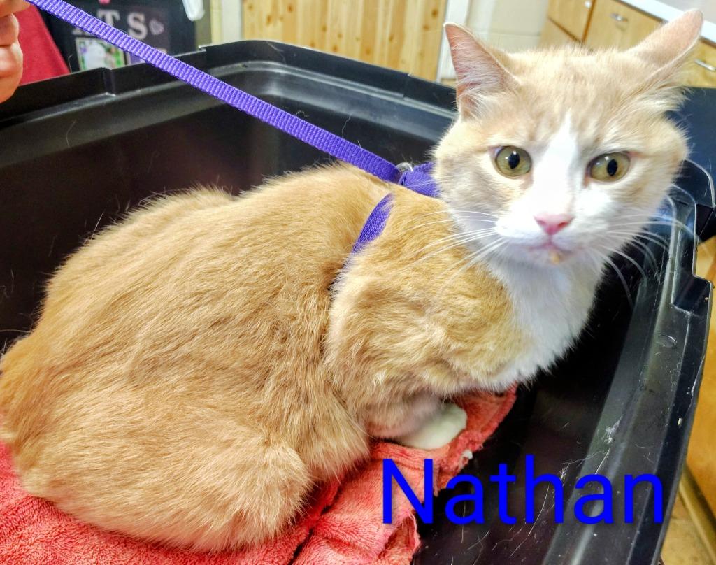 Enlarge Nathan, a Adoptable mixed breed in Mena, AR image 1/1