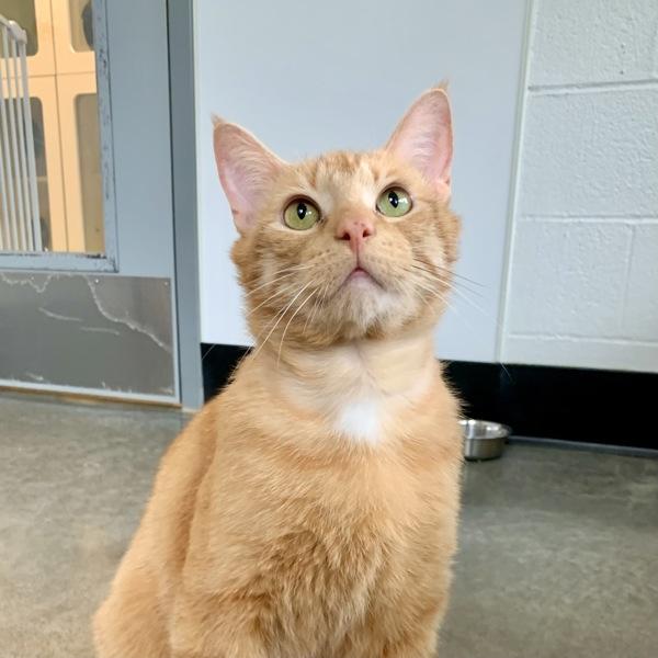 Fire Skunk, Adoptable, Adult Male Domestic Short Hair.