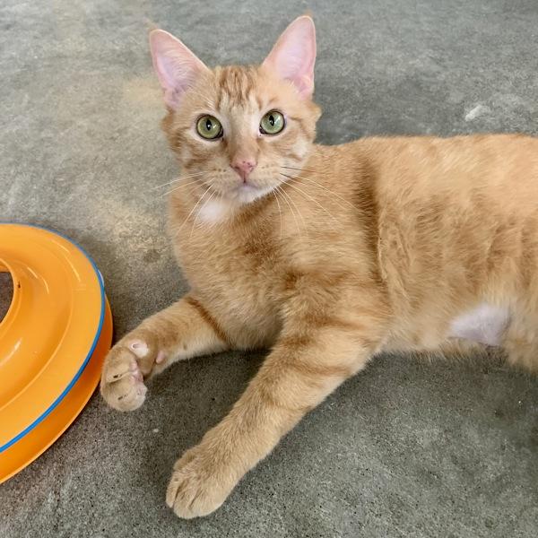 Fire Skunk, a Adoptable mixed breed in Silverdale, WA image 2/6