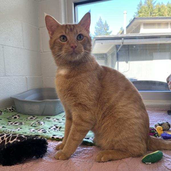 Fire Skunk, a Adoptable mixed breed in Silverdale, WA image 3/6