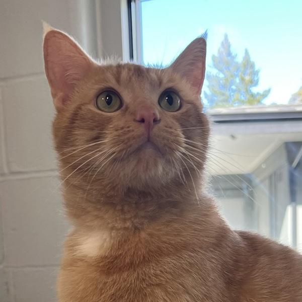 Fire Skunk, a Adoptable mixed breed in Silverdale, WA image 4/6