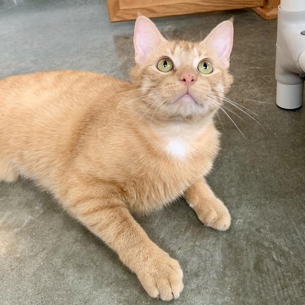 Fire Skunk, a Adoptable mixed breed in Silverdale, WA image 6/6