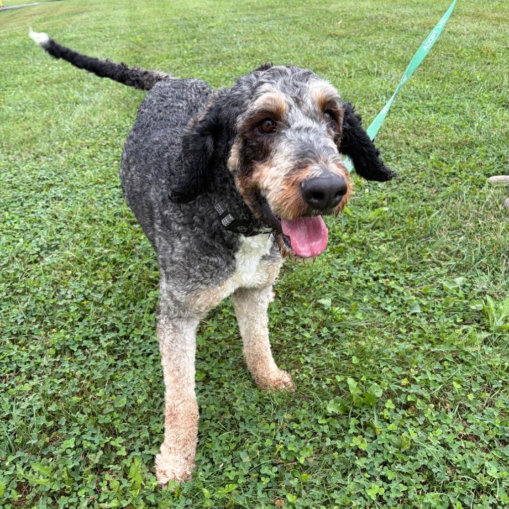 Enlarge Sadie, a Adopted mixed breed in La Grange, KY image 4/4