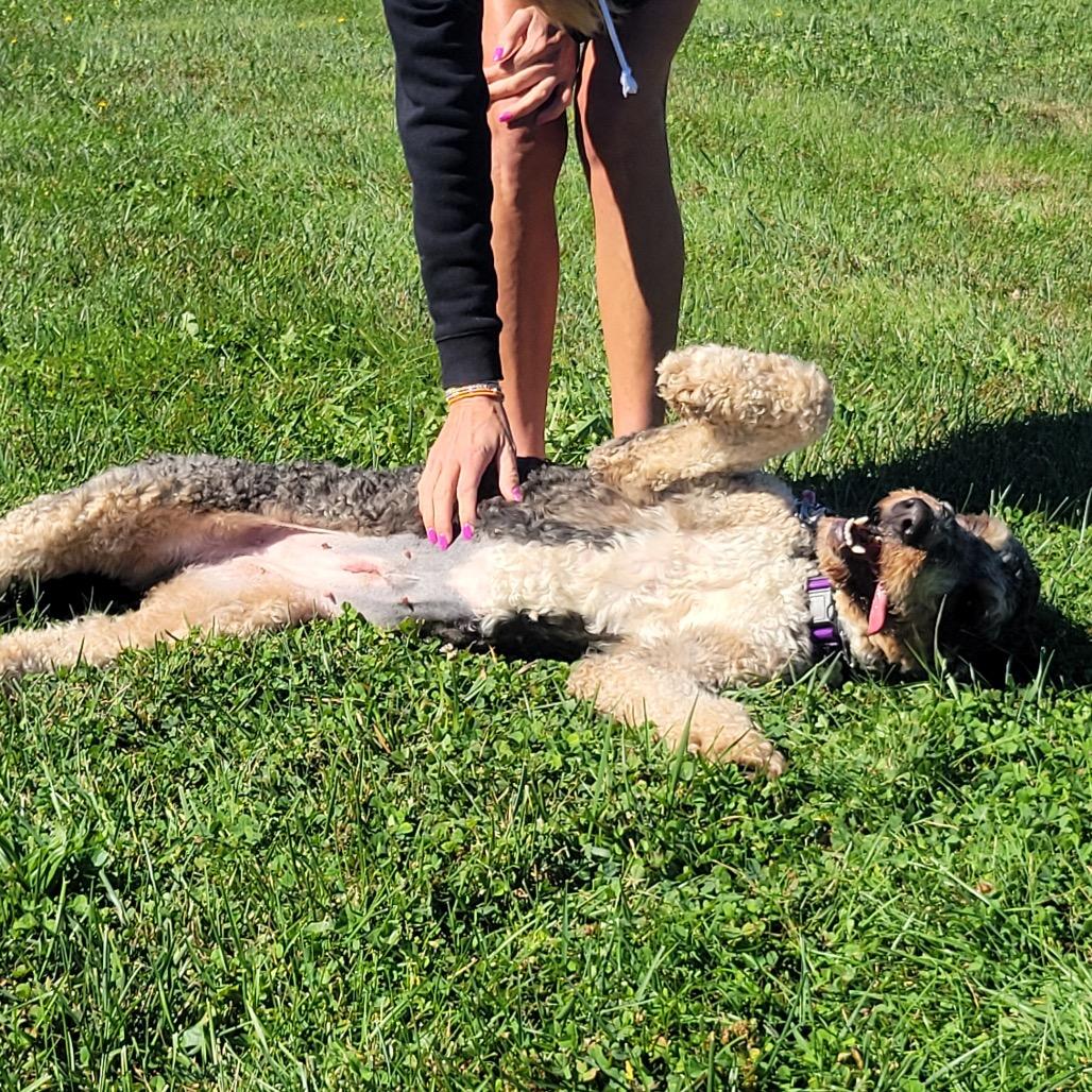 Enlarge Sadie, a Adopted mixed breed in La Grange, KY image 2/4