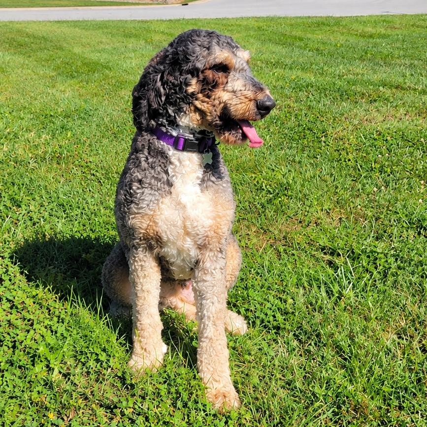 Enlarge Sadie, a Adopted mixed breed in La Grange, KY image 3/4