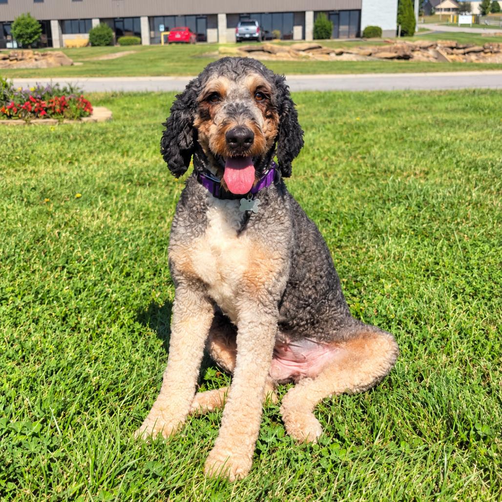 Sadie, Adopted, Adult Female Bernese Mountain Dog & Poodle.