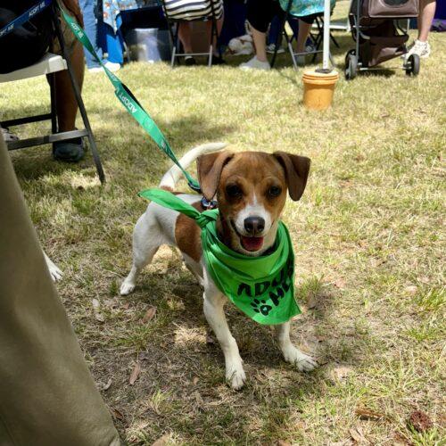 RUSSELL, a Adoptable mixed breed in southern pines, NC image 1/5