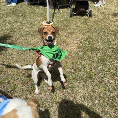 RUSSELL, a Adoptable mixed breed in southern pines, NC image 2/5