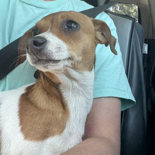 RUSSELL, Adoptable, Puppy Male Jack Russell Terrier & Mixed Breed.