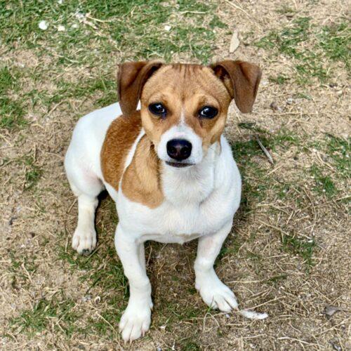 RUSSELL, a Adoptable mixed breed in southern pines, NC image 5/5