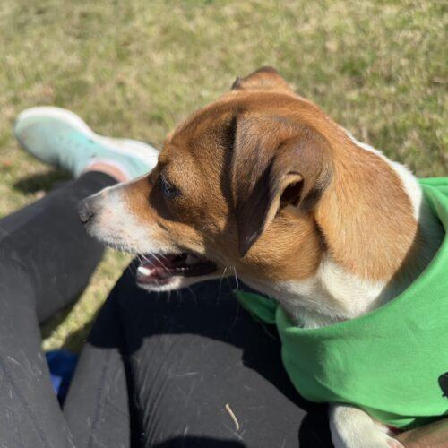 RUSSELL, a Adoptable mixed breed in southern pines, NC image 4/5